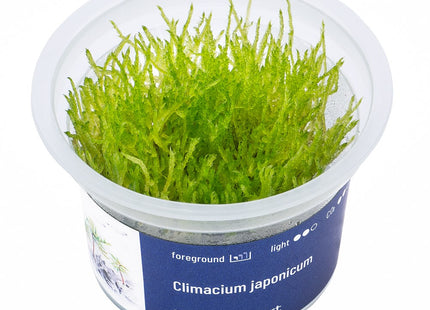 Climacium japonicum - In Vitro