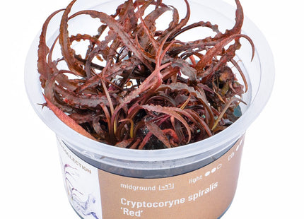 Cryptocoryne spiralis 'Red' - In Vitro