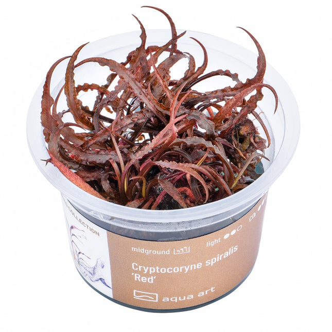 Cryptocoryne spiralis 'Red' - In Vitro