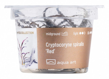 Cryptocoryne spiralis 'Red' - In Vitro