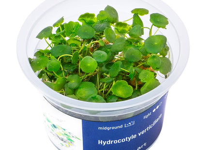 Hydrocotyle verticillata - In Vitro