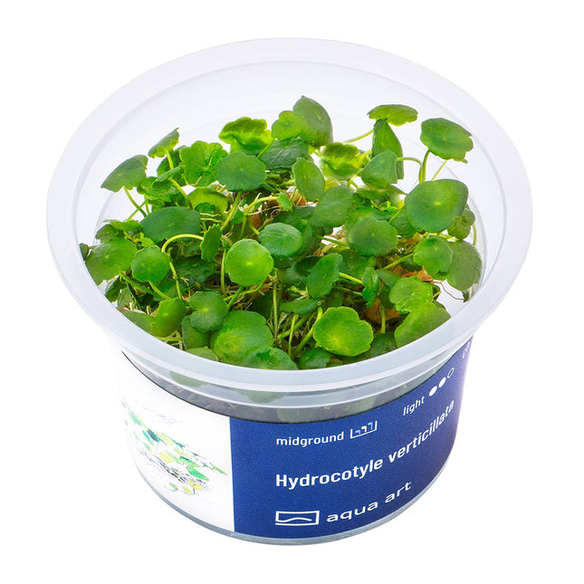 Hydrocotyle verticillata - In Vitro
