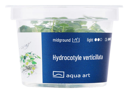 Hydrocotyle verticillata - In Vitro