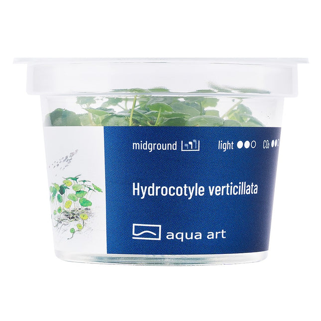 Hydrocotyle verticillata - In Vitro