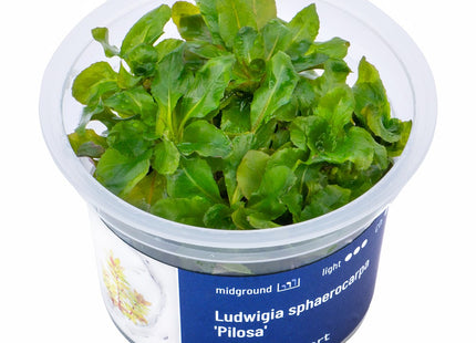 Ludwigia sphaerocarpa 'Pilosa' - In Vitro