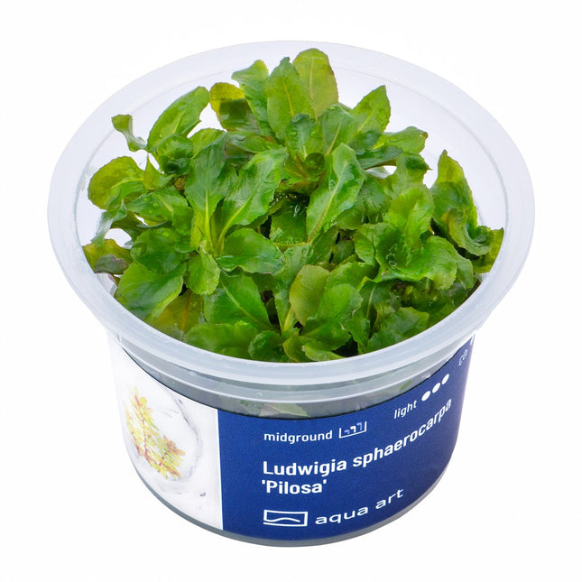 Ludwigia sphaerocarpa 'Pilosa' - In Vitro