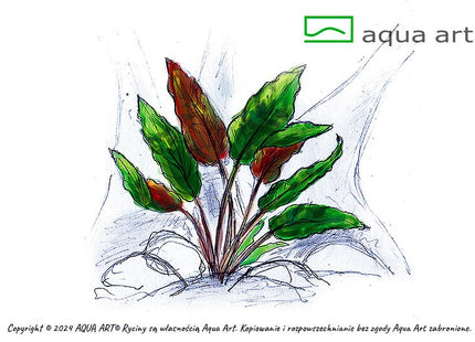 Cryptocoryne wendtii ’Mi Oya’ - In Vitro