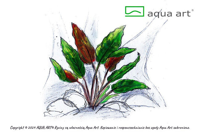 Cryptocoryne wendtii ’Mi Oya’ - In Vitro