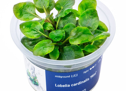 Lobelia cardinalis ’Mini’ - In Vitro