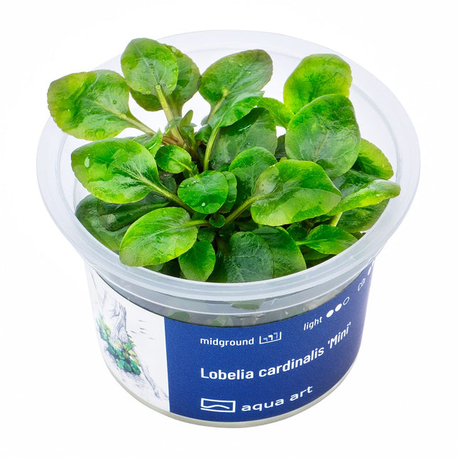 Lobelia cardinalis ’Mini’ - In Vitro