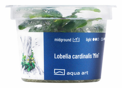 Lobelia cardinalis ’Mini’ - In Vitro