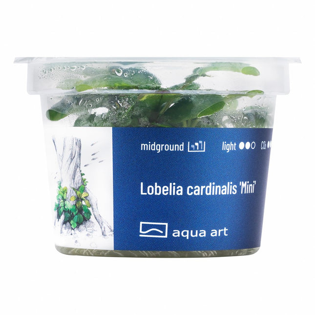 Lobelia cardinalis ’Mini’ - In Vitro