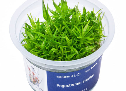Pogostemon erectus - In Vitro