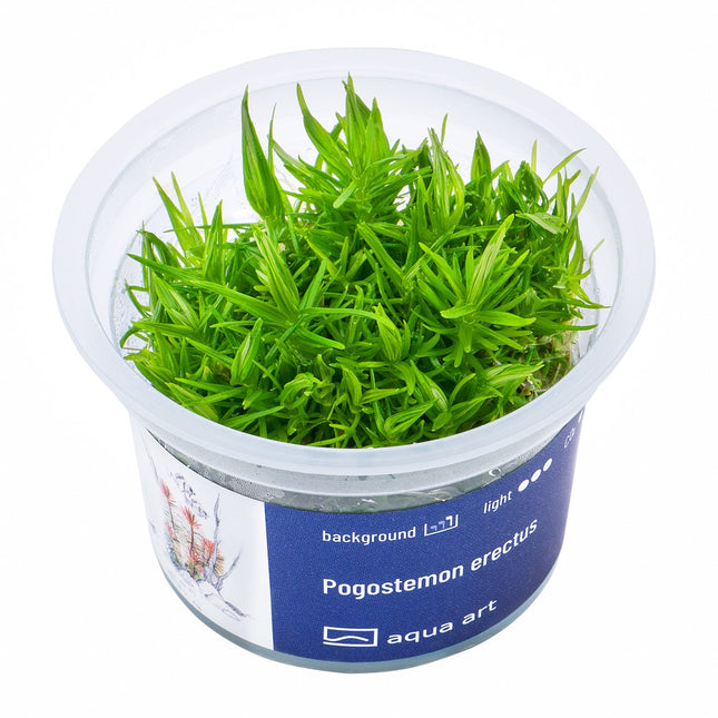 Pogostemon erectus - In Vitro