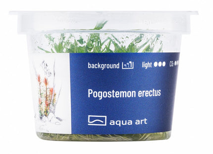 Pogostemon erectus - In Vitro