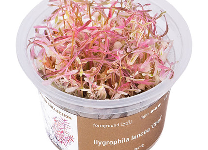 Hygrophila lancea 'Chai' - In Vitro