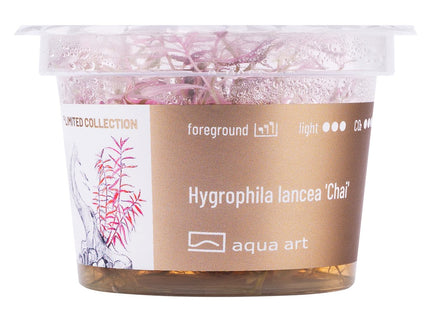 Hygrophila lancea 'Chai' - In Vitro
