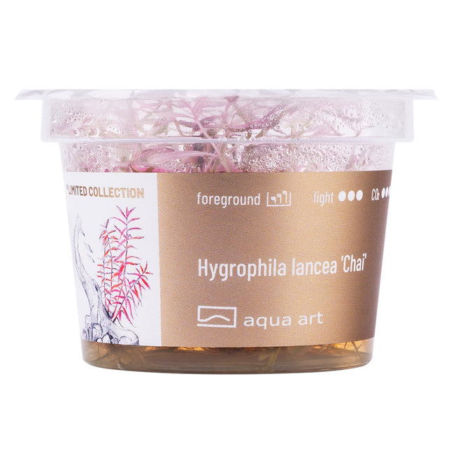 Hygrophila lancea 'Chai' - In Vitro