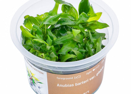 Anubias barteri var. glabra - In Vitro
