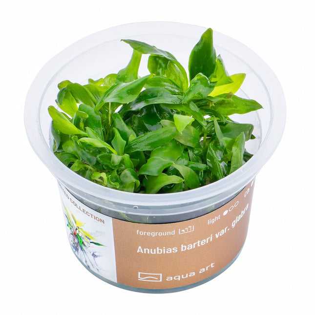 Anubias barteri var. glabra - In Vitro