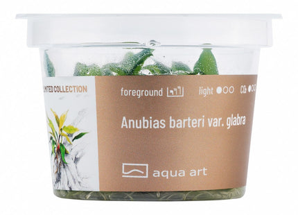 Anubias barteri var. glabra - In Vitro