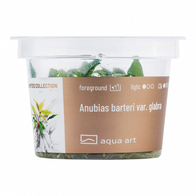 Anubias barteri var. glabra - In Vitro