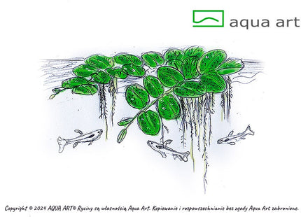 Salvinia auriculata ''Kleinohriger Schwimmfarn'' - In Vitro