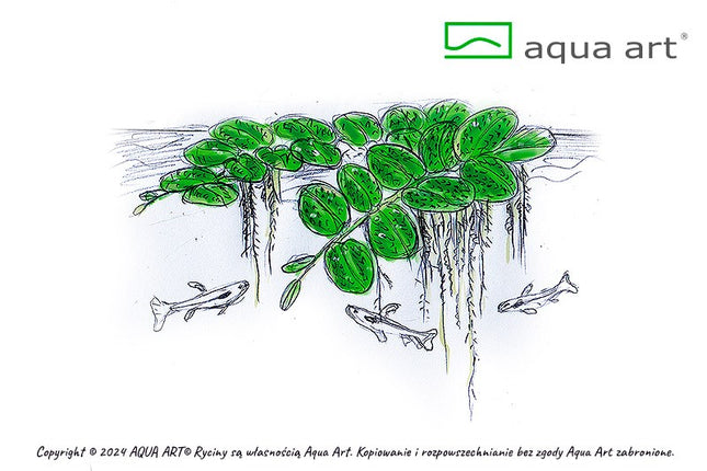 Salvinia auriculata ''Kleinohriger Schwimmfarn'' - In Vitro