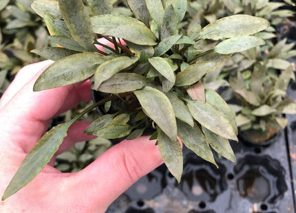 Cryptocoryne petchii pink - Topf
