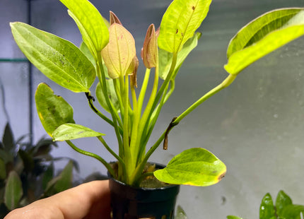 Echinodorus x "Yellow Sun" - Topf
