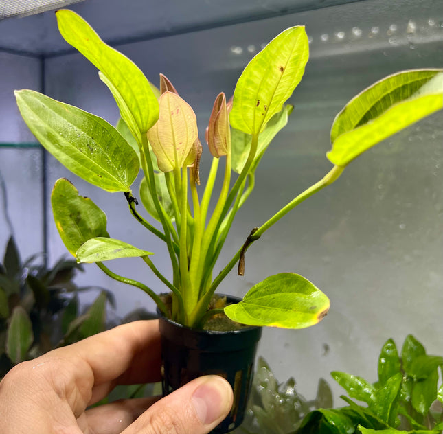 Echinodorus x "Yellow Sun" - Topf