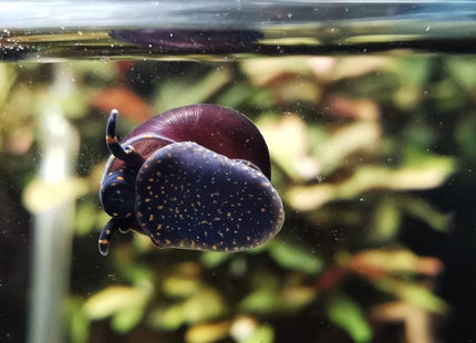 Filopaludina sp. – "Orange spot" Schnecke – Auf Bestellung