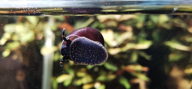 Filopaludina sp. – "Orange spot" Schnecke – Auf Bestellung