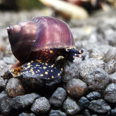 Collection image for: Auf Bestellung