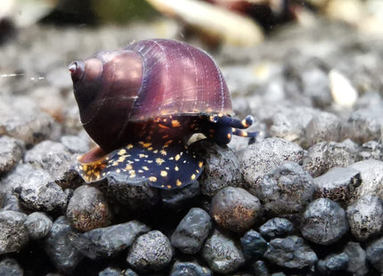 Filopaludina sp. – "Orange spot" Schnecke – Auf Bestellung