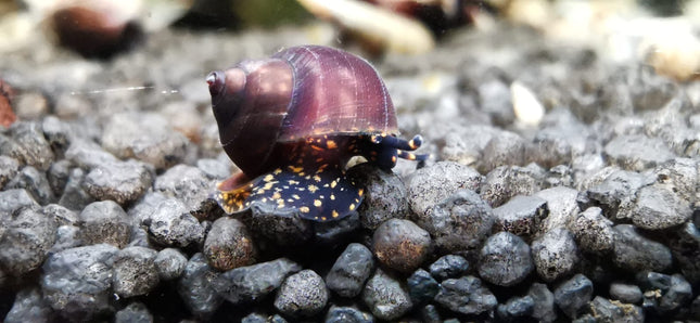 Filopaludina sp. – "Orange spot" Schnecke – Auf Bestellung