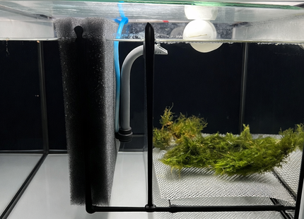 Kallax Aquarium – Gerdkasten Zucht Aquarium