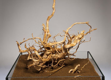 Rote Moorwurzel – mini (10–20 cm)