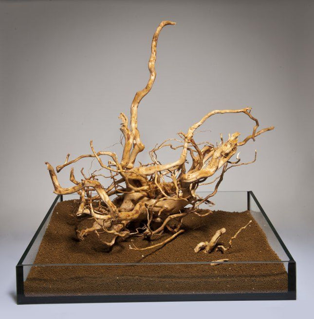 Rote Moorwurzel – mini (10–20 cm)