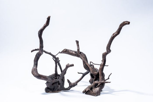 Dunkle Moorwurzel – M (30–40 cm)