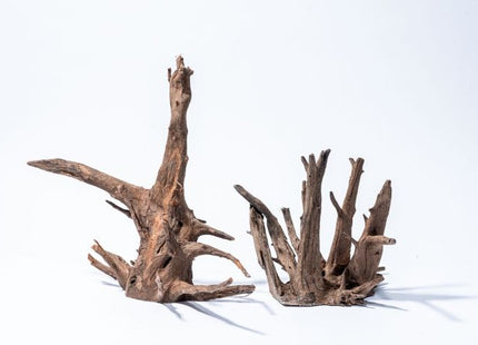 Corbo-Wurzel – M (30–40 cm)