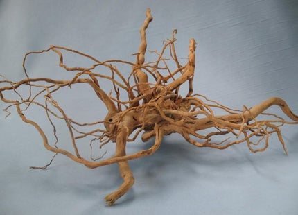 Finger-Wurzel 15–70 cm