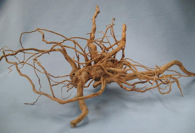 Finger-Wurzel 15–70 cm