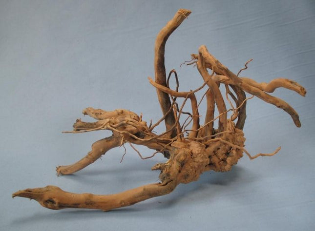 Finger-Wurzel 15–70 cm