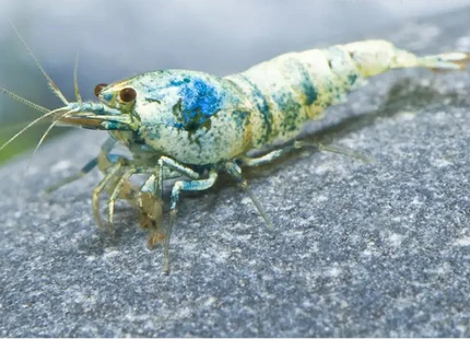 Caridina logemanni „Blue Bolt“