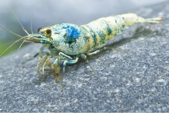 Caridina logemanni „Blue Bolt“