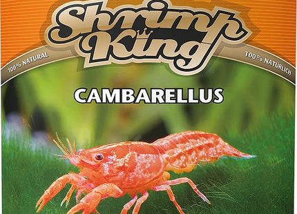 Shrimp King Cambarellus