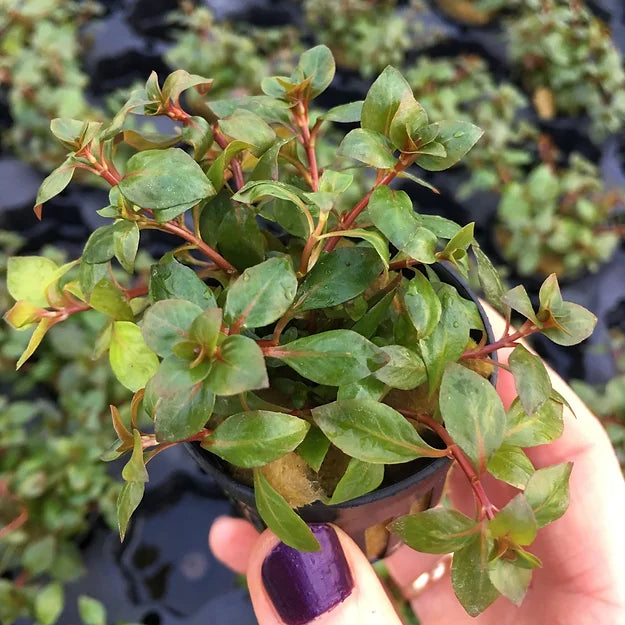 Ludwigia palustris "super red" - Topf