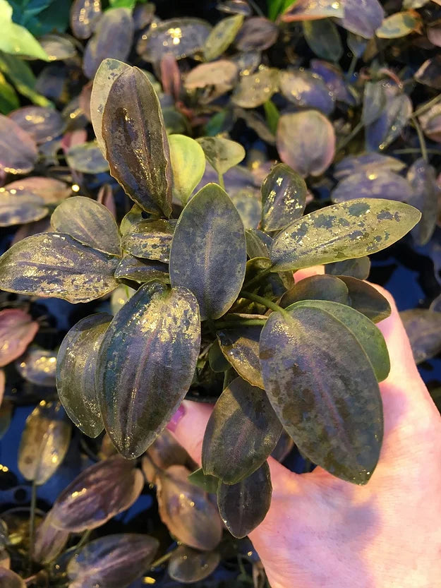 Lagenandra meeboldii 'Red' - Topf