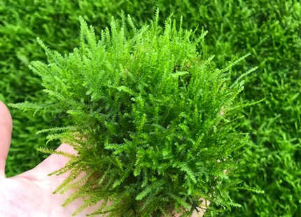 Taxiphyllum spec Peacock Moos - Portion